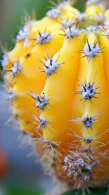 Gymnocalycium mihanovichii, Cactus HD phone wallpaper