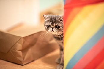 Cat, animal, kitten, kitty HD wallpaper