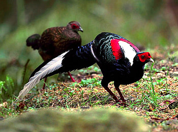Beautiful Birds Pair, birds, , pair, cool, beautiful HD wallpaper