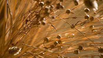 Grass, Autumn, Macro, Dry, Wind HD wallpaper