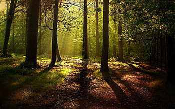 Forest Pathway, trees, pathway, lovely, forest HD wallpaper