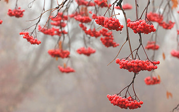 Nature, Drops, Wood, Tree, Branches, Branch, Berry, Fruit, Rowan HD wallpaper