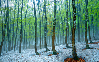 Snow, Winter, , Forest, Fog, Japan, Nature, Tree HD wallpaper