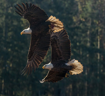 Eagle, Animals, Birds, Predator, Flight, Wings HD wallpaper