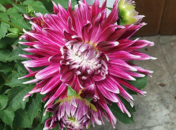 Flowers, Petals, Bud, Flower Bed, Flowerbed, Dahlia HD wallpaper