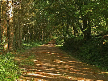 Path Into The Forest, trees, road, leaves, forest HD wallpaper