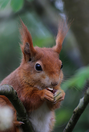 Animals, Squirrel, Nice, Sweetheart, Rodent, Nut HD phone wallpaper