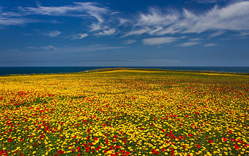 flower meadow at the ocean coast, flowers, meadow, ocean, coast HD wallpaper