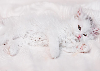 white kitty, kitten, white, kitty, animals, cute, cat, lovely, nice HD wallpaper
