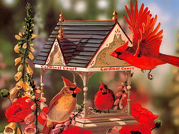 Red cardinals, birds, flying, beautiful, spring, birdhouse, nice, summer, pretty, red, nature, flowers, lovely, cardinals HD wallpaper