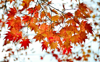 Autumn branch, Red maple leaves, Natural beauty, Captivating scenery HD wallpaper