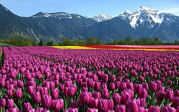 Tulips, Flower Garden HD wallpaper