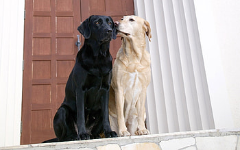 Animals, Dogs HD wallpaper