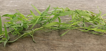 Tarragon herb, Tarragon wholesale, Cosemans Houston Inc, Fresh tarragon HD wallpaper