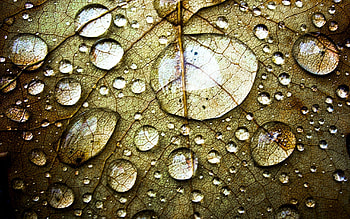Drops, Macro, Sheet, Leaf, Veins HD wallpaper
