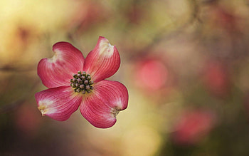 Flower, Plant, Macro, Petals HD wallpaper