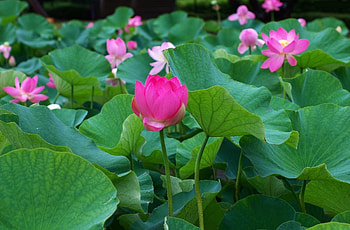 Flowers, Leaves, Lot, Pond, Lotuses HD wallpaper