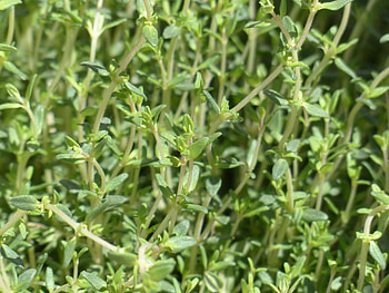 Thyme plant wonders, Growing tips, Fresh herb harvest, Gardening secrets HD wallpaper