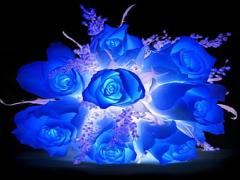 Blue Love Roses, blue, white, black, roses, love, colors HD wallpaper