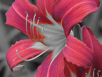 Lily, nature, flowers HD wallpaper
