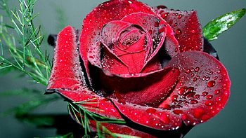 Dewy Red Rose, drops, closeup, rose, petals, red, nature, flowers, dew, macro HD wallpaper
