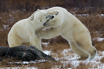 *** Fighting polar bears ***, zwierzeta, niedzwiedzie, biale, misie HD wallpaper
