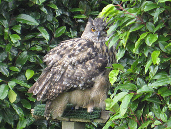 Great Horned Owl, Majestic Bird, Silent Hunter, Large Bird, Predator Bird HD wallpaper