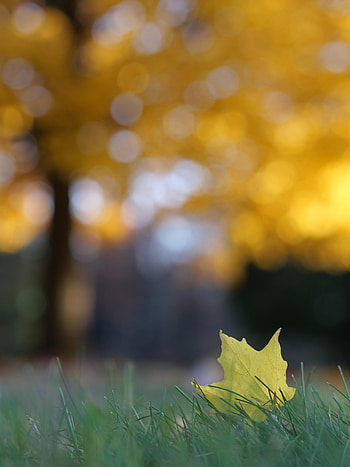 Grass, Autumn, Macro, Leaflet HD phone wallpaper