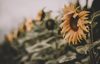 A close-up of a sunflower in a field with a dreamy blur effect and warm tones. HD wallpaper