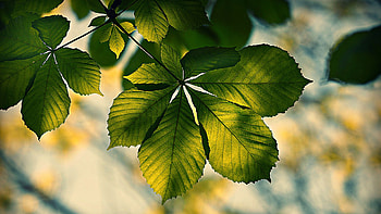 Chestnut tree, Aesculus hippocastanum, Dempsey Nurseries HD wallpaper