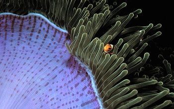 Malaysian clownfish, Sea anemone interaction, , Marine beauty HD wallpaper