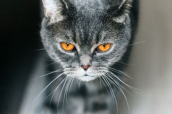 Animals, Cat, Pet, Grey, Briton HD wallpaper