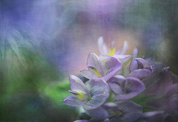 MAGIC MEADOW, purple, flowers, misty, pale HD wallpaper