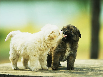 Dogs, cool HD wallpaper
