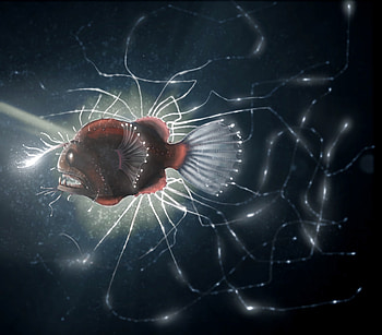 Art, Predator, Fish, Depth, Luminous, Electric, Toothy HD wallpaper