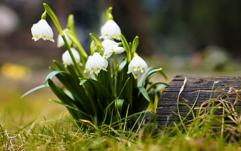 Plants, Flowers HD wallpaper