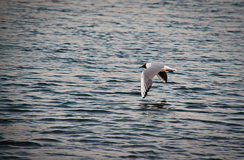 Bird, lakes, birds, mazare alexandru, graphy, animals, beautiful, nature, water HD wallpaper