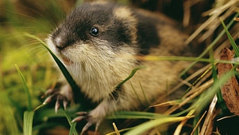 Lemming, Cold climate dwellers, Zoo attractions, Arctic residents HD wallpaper