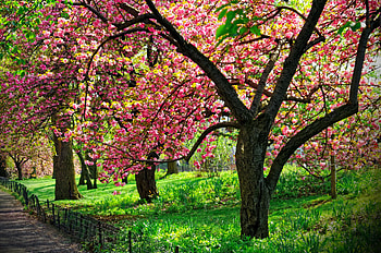 Blossoming cherry tree, path, flowering, garden, beautiful, greshness, grass, spring, park, fragrance, walk, tree, cherry, blossoms, branches, blooming, scent HD wallpaper