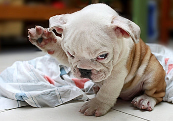 Animals, Dog, Nice, Sweetheart, Puppy, Folds, Pleating, Bulldog, Rag HD wallpaper
