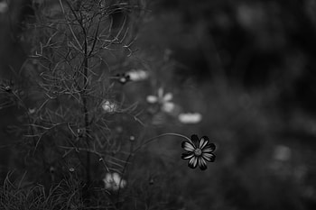 Flowers, Flower, Blur, Smooth, Bw, Chb, Kosmeya, Cosmos HD wallpaper