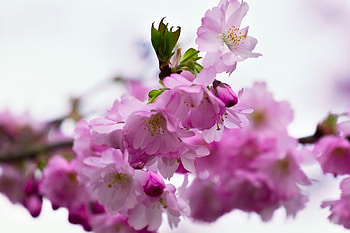 Spring Beauty, pink, flowers, macro, blossoms HD wallpaper