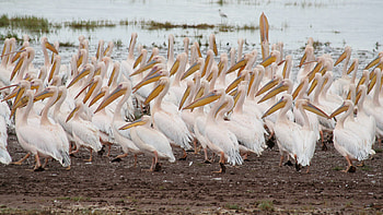 Serengeti National Park, Pink flamingoes, Lake Manyara, Tanzania travelogue HD wallpaper