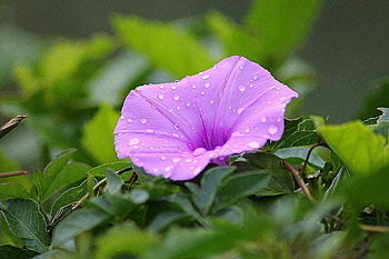 Dew on morning glory flower, pink, pretty, morning glory, flowers, dew HD wallpaper