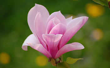 Background, Pink, Flower, Plant, Macro, Petals HD wallpaper