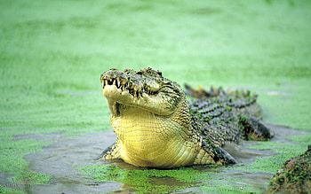 Animal crocodile , Crocodile skin texture, Faux crocodile , Alligator backdrop HD wallpaper