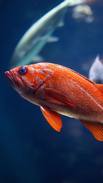 Fish Water, Orange Fish HD phone wallpaper