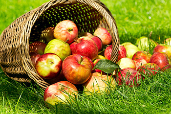 Appels, basket, fall, fruit, appel HD wallpaper