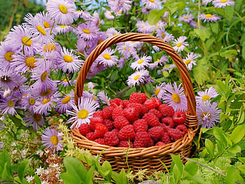 *** Basket of raspberries ***, basket, nature, flowers, raspberies HD wallpaper