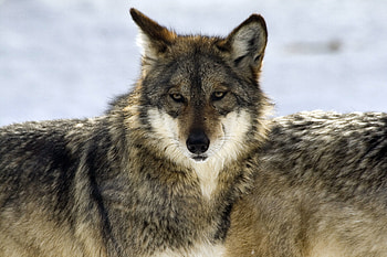 Animals, Predator, Wolf, Sight, Opinion, Wildlife, Beast HD wallpaper